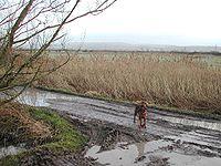 Puxton Moor - geograph.org.uk - 98225.jpg