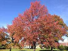 2014-11-02 13 06 29 Sweet Gum during autumn along Lower Ferry Road in Ewing, New Jersey.JPG