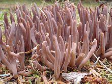 Alloclavaria purpurea 78452.jpg