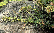Amaranthusbrownii low res.jpg