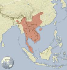 Atherurus macrourus distribution map.png