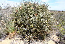 Banksia elderiana Yellowdyne orig.JPG