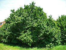 Corylus avellana 0001.JPG