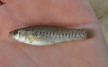 Fundulus parvipinnis.png