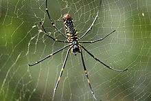 Giant Golden Orb Weaver (Ventral Side).jpg