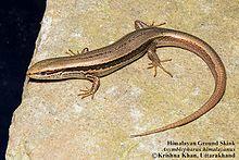 Himalayan Ground Skink Asymblepharus himalayanus by Ashahar alias Krishna Khan.jpg