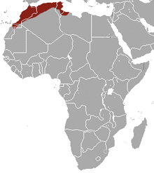 North African Elephant Shrew area.png