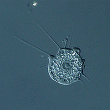 Nuclearia sp Nikko.jpg