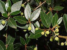 Phillyrea latifolia2.jpg