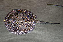 Potamotrygon adventure aquarium.jpg