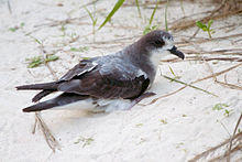 Pterodroma hypoleuca -Midway Atoll, USA-8.jpg