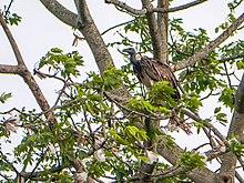 Slender-billed Vulture, Mishmi Hills, India.jpg