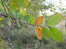Ulmus crassifolia leaves.jpeg