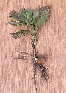 Vicia faba Cercospora fabae.jpg
