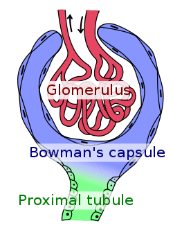 Bowman's capsule and glomerulus.svg
