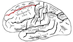 Gray726 Superior frontal sulcus.svg