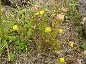 Cotula coronopifolia 2.jpg