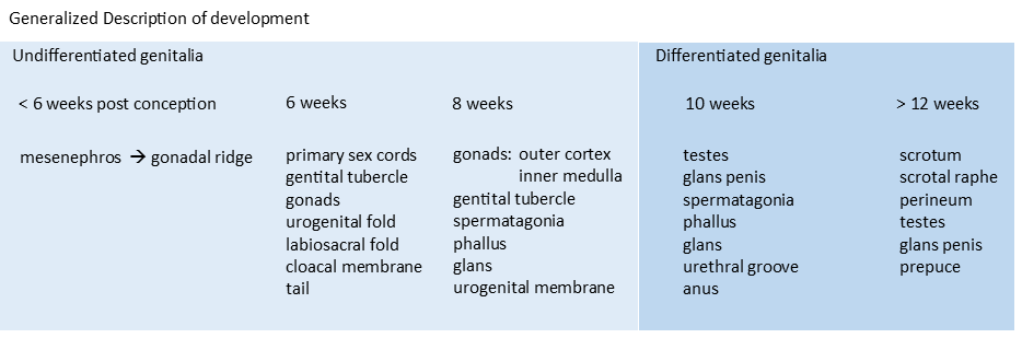 Chart of the generalized male reproductive system embryionic