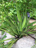Yucca rupicola.jpg