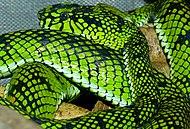 Sumatran Pit Viper (Trimeresurus sumatranus) (8741684078).jpg