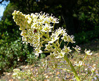 Zigadenus venenosus var venenosus 1.jpg