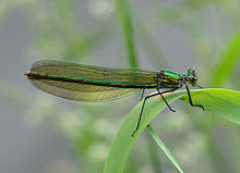 Calopteryx splendens qtl2.jpg