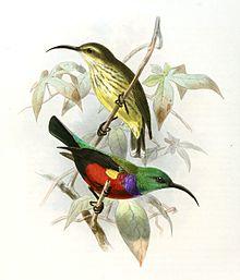 Cinnyris johannae Keulemans.jpg