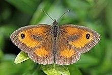 Gatekeeper (Pyronia tithonus) male.jpg