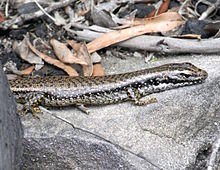 Golden Water Skink Side.JPG