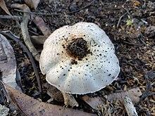 Lentinus tigrinus (Philippines) 04.jpg