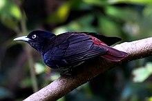 Maroon oriole - Bird from Nepal by Krishna (107) - cropped.jpg