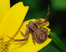 Spider March 2008-1.jpg