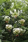 Lilium ledebourii 2.jpg