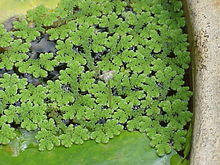 Azolla caroliniana0.jpg