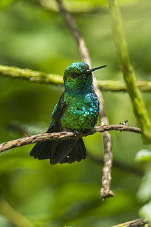 Blue-tailed Emerald - Ecuador S4E0715.jpg