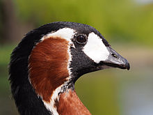 Branta ruficollis portrait.jpg