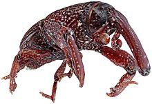 Capturing-Natural-Colour-3D-Models-of-Insects-for-Species-Discovery-and-Diagnostics-pone.0094346.g001.jpg