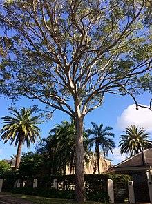 Eucalyptus tereticornis - full tree.jpg