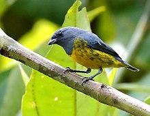Euphonia plumbea - Plumbeous euphonia (male), Pte. Figueiredo, Amazonas, Brazil.jpg