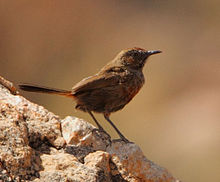 Euryptila subcinnamomea -near Kamassies, Kamiesberg, Northern Cape, South Africa-8.jpg