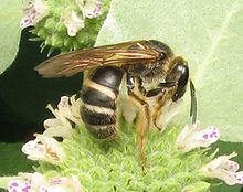 Lasioglossum2843.06.w.jpg