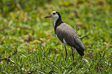 Long-toed Lapwing - Mara - KenyaIMG 4271.jpg