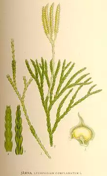 Lycopodium complanatum nf.jpg