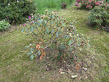 Rhododendron ponticum Cercospora handelii, pontische rododendron Cercospora handelii (1).jpg