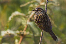 Rufous-breasted Accentor Lungthu Sikkim India 03.11.2014.jpg
