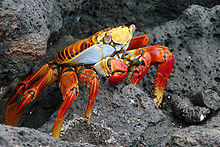 Sally lightfoot crab.jpg