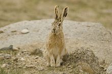 Woolly Hare at Polakongka La, Ladakh, India.jpg