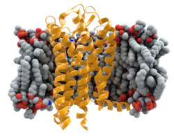 CCR5+membrane1.png