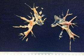 PEA specimen.tif