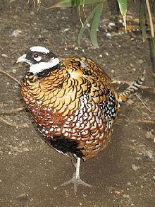 BxZ Syrmaticus reevesii 00.jpg